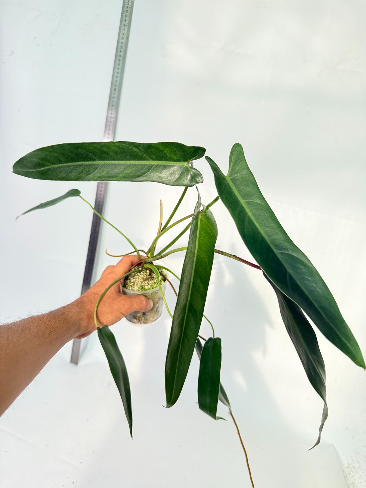 Philodendron Spiritus Sancti 7