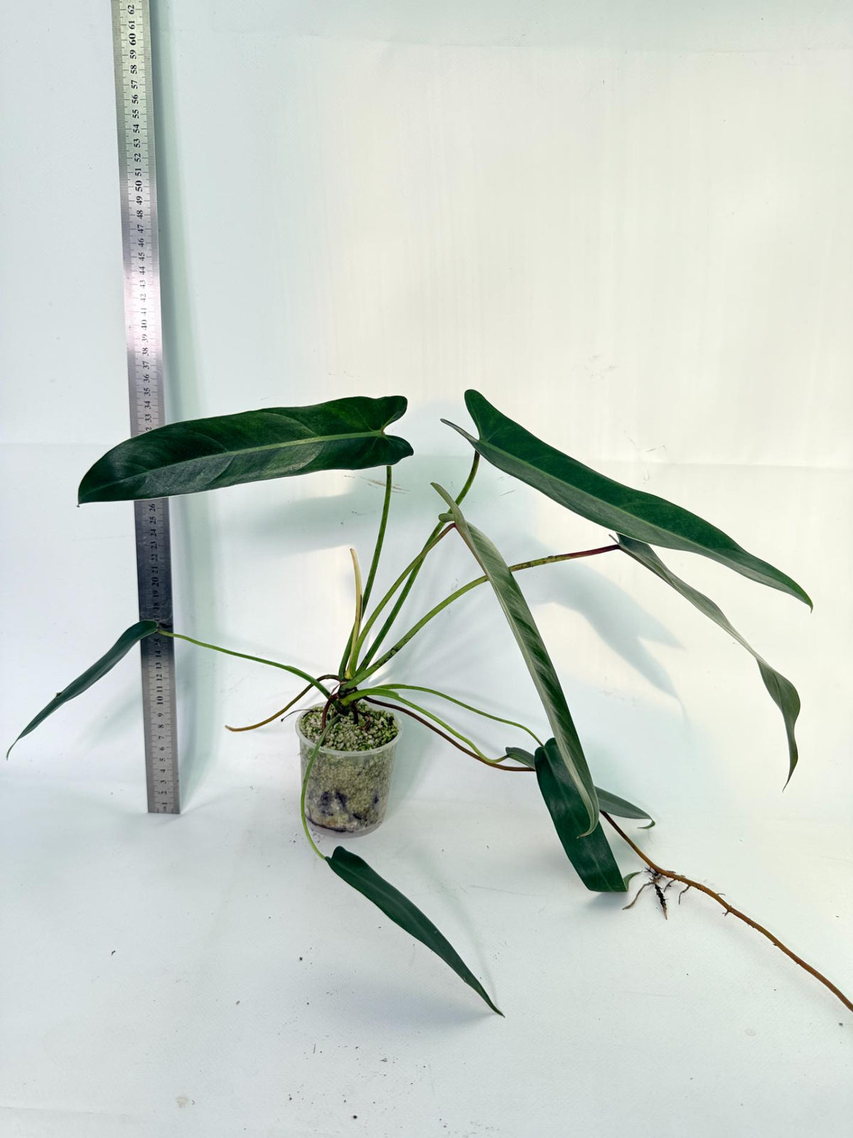 Philodendron Spiritus Sancti 2