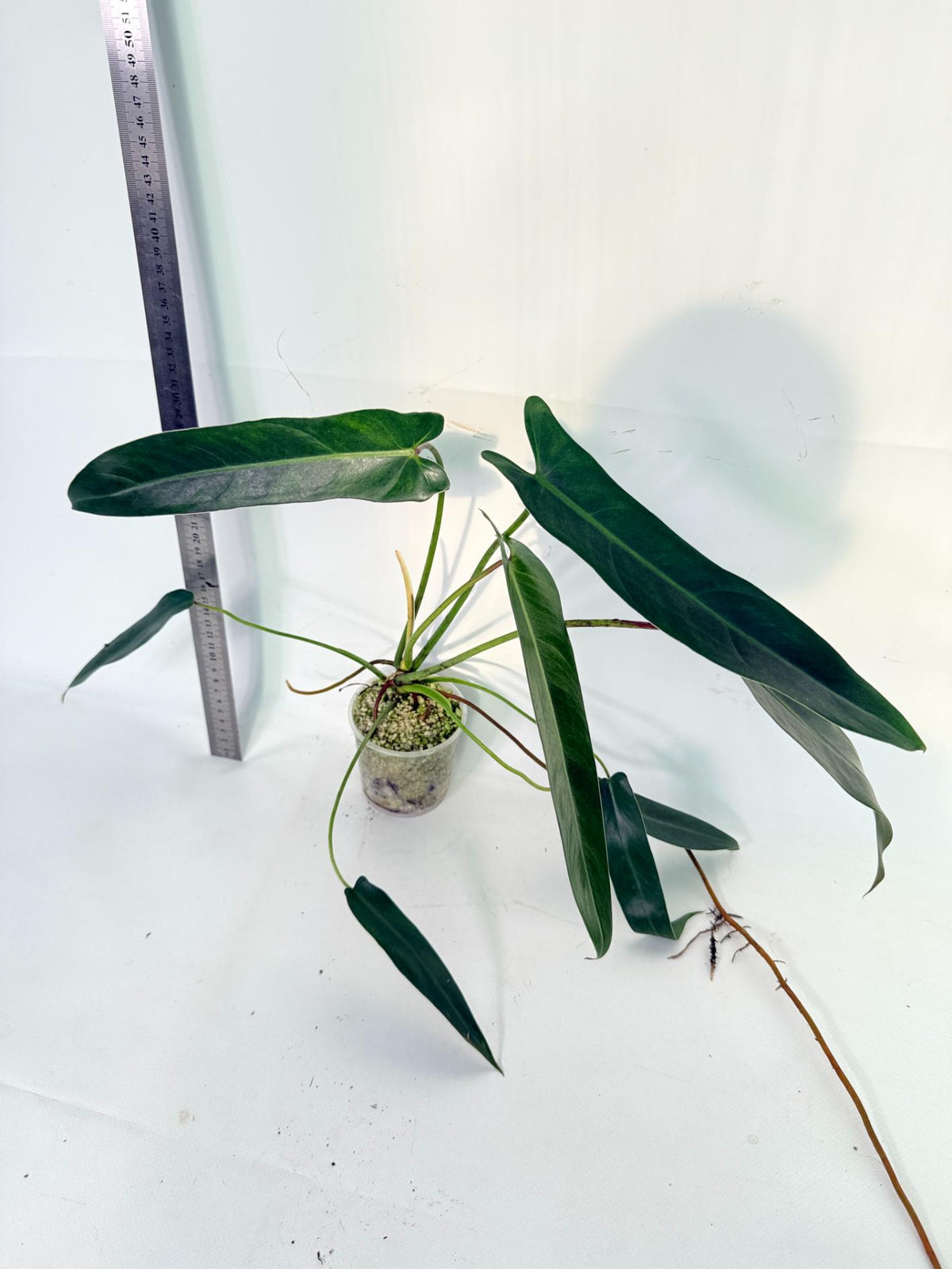 Philodendron Spiritus Sancti 4