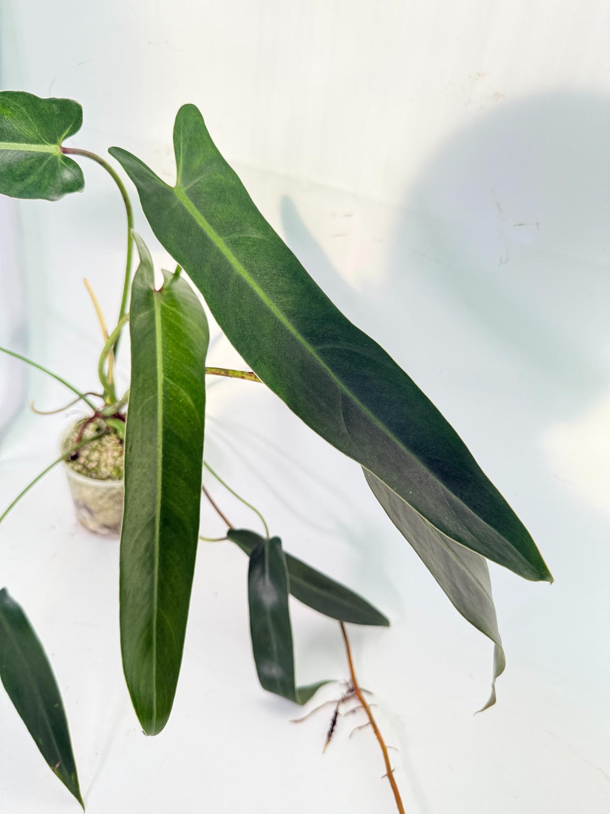 Philodendron Spiritus Sancti 3