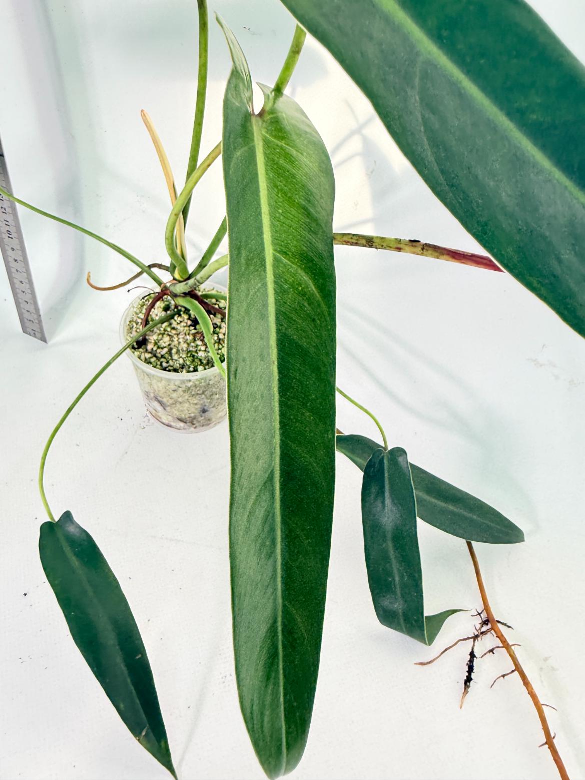 Philodendron Spiritus Sancti 5