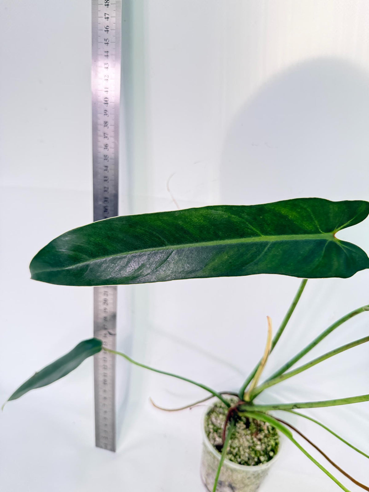 Philodendron Spiritus Sancti 6