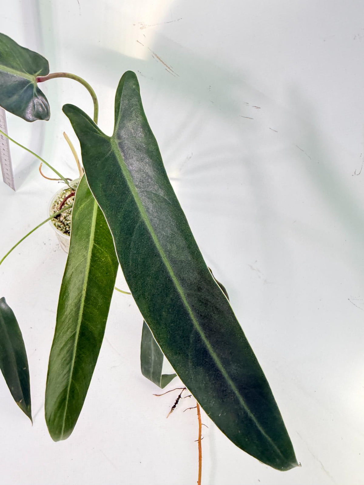 Philodendron Spiritus Sancti 1