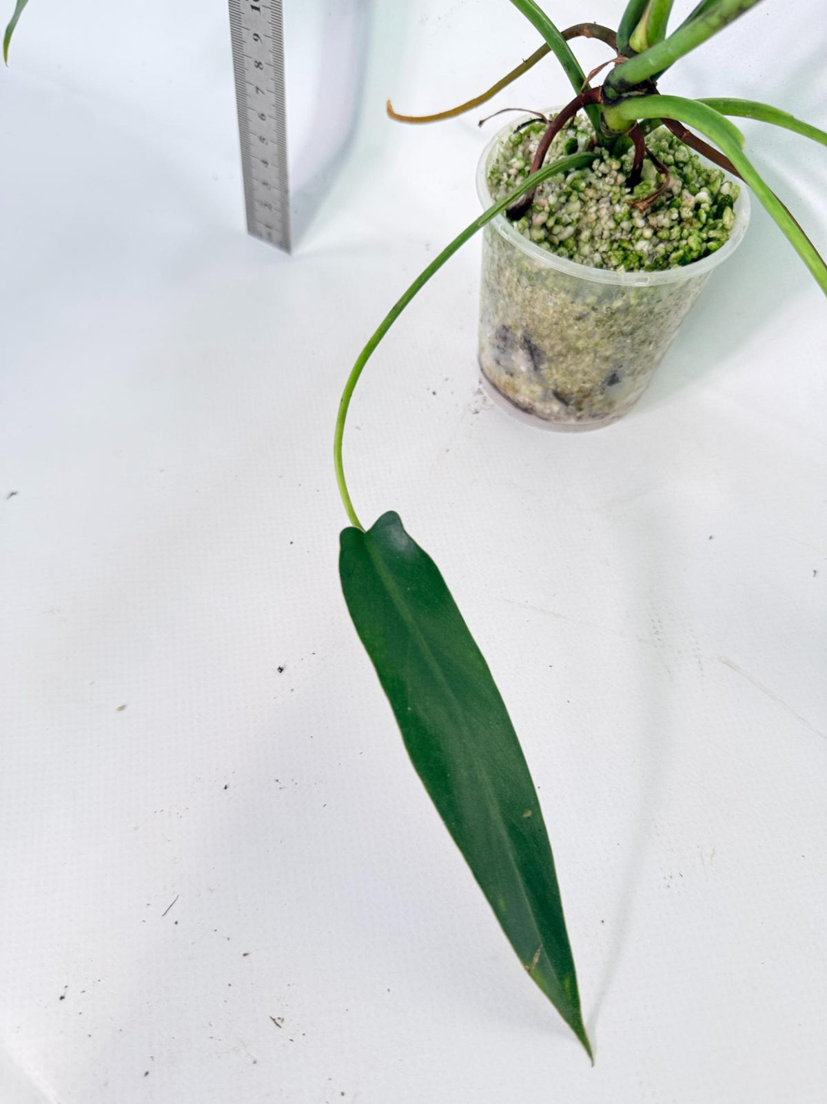 Philodendron Spiritus Sancti 9