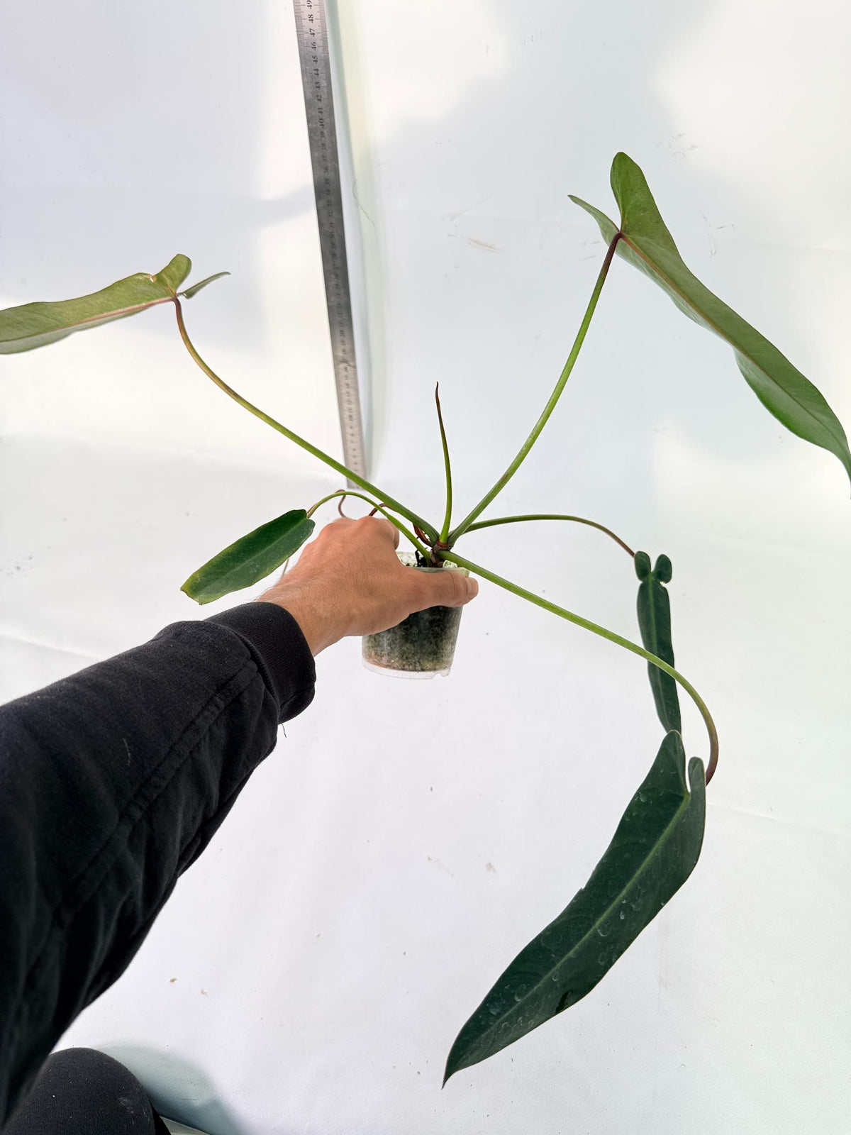 Philodendron Spiritus Sancti 3
