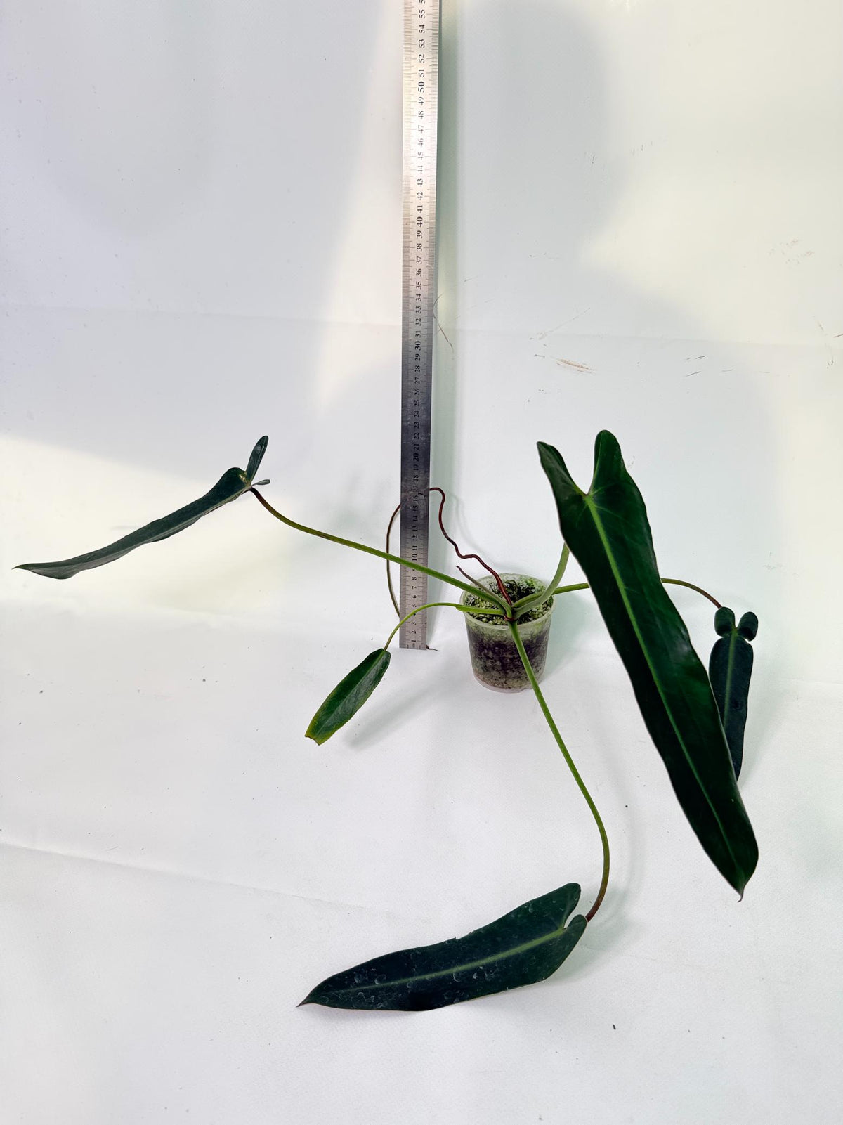 Philodendron Spiritus Sancti 4