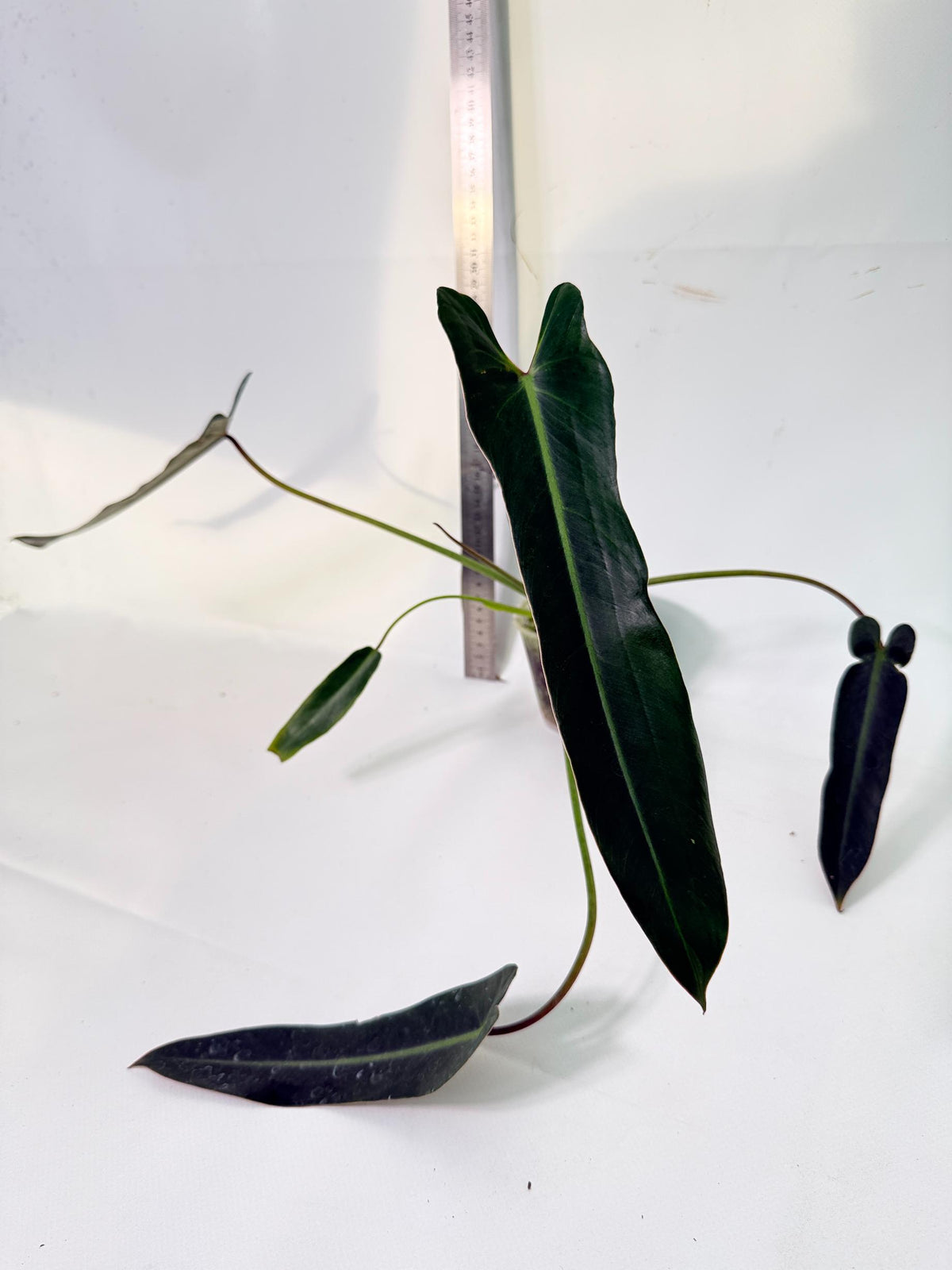 Philodendron Spiritus Sancti 1