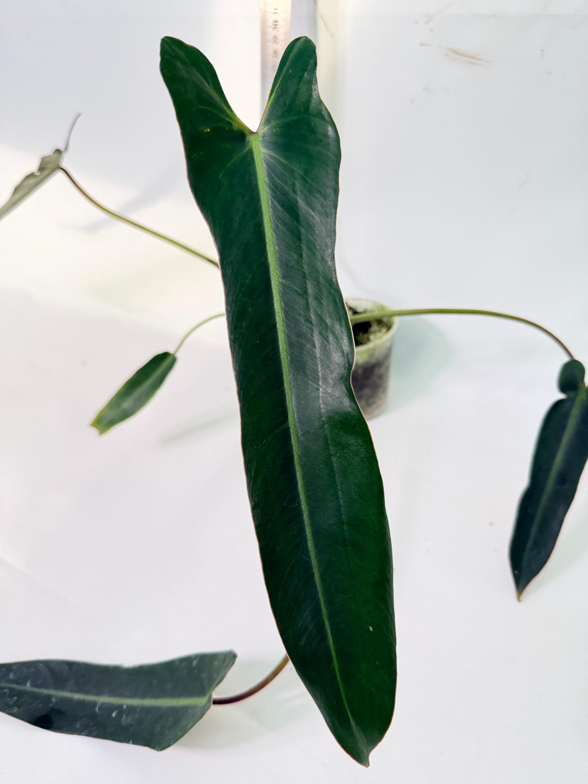 Philodendron Spiritus Sancti 2