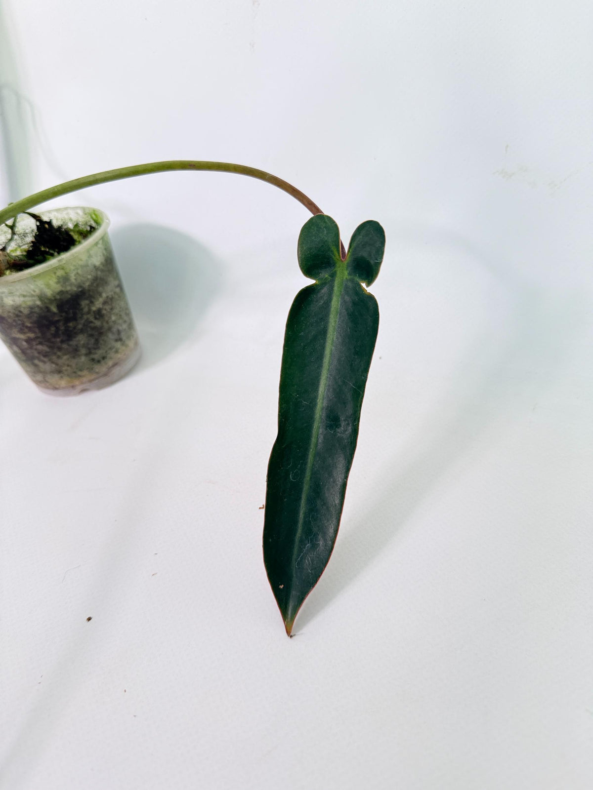Philodendron Spiritus Sancti 7