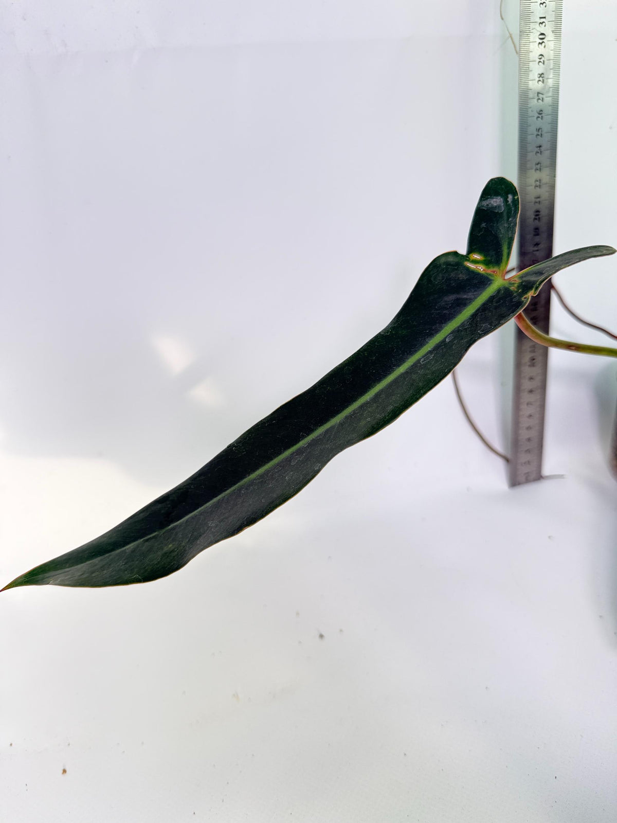 Philodendron Spiritus Sancti 5