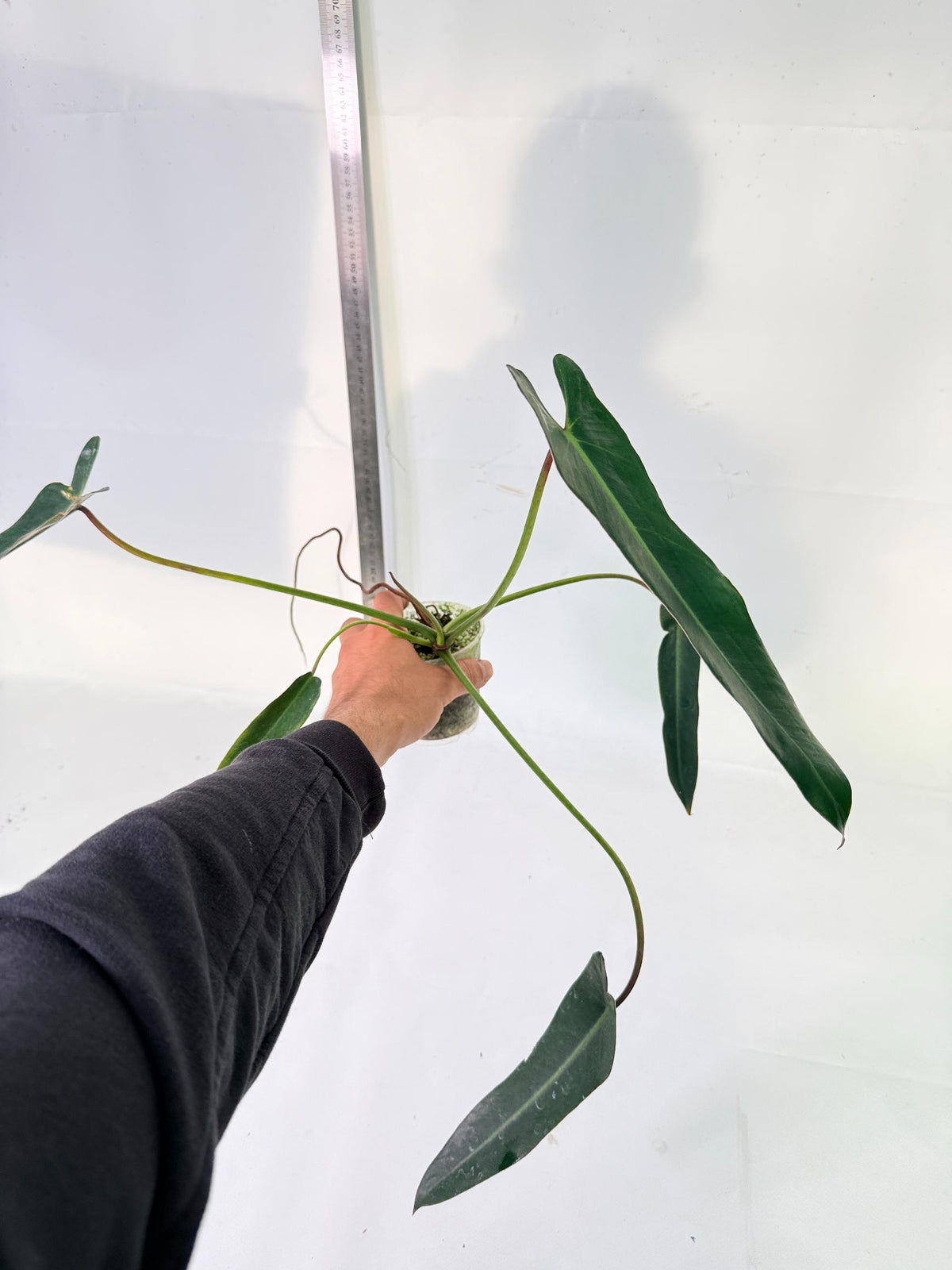 Philodendron Spiritus Sancti 6
