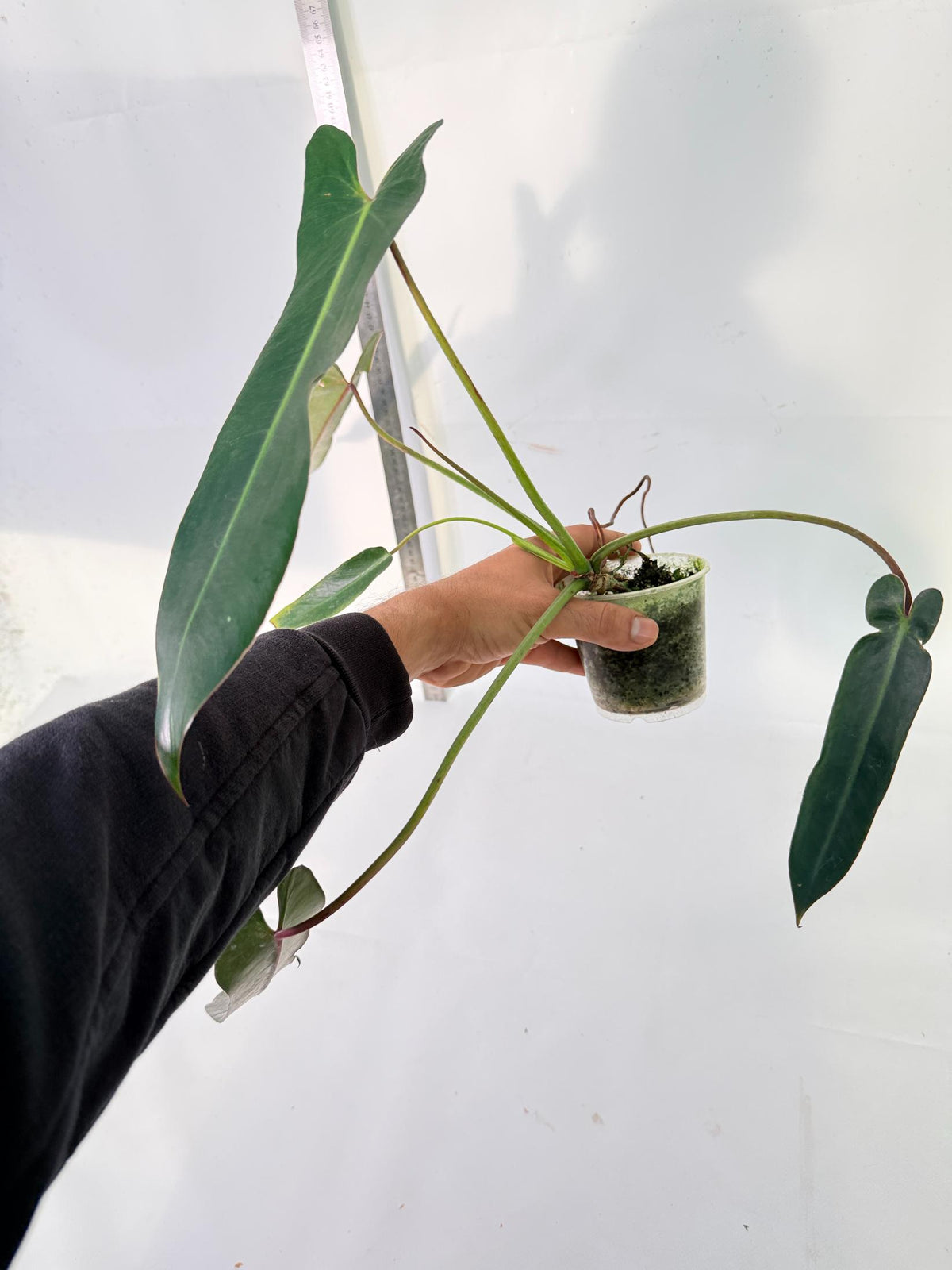 Philodendron Spiritus Sancti 8