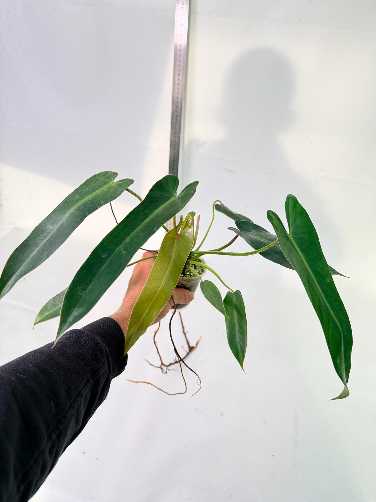 Philodendron Spiritus Sancti 3