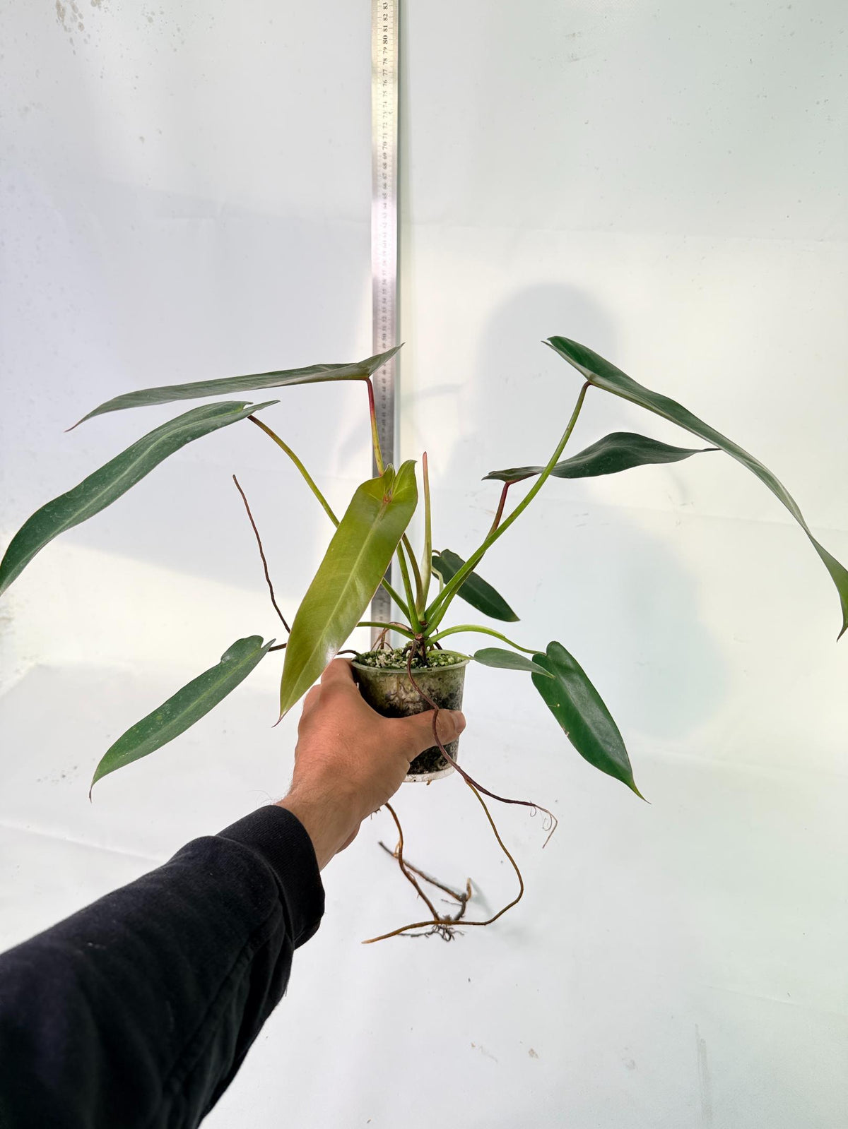 Philodendron Spiritus Sancti 9