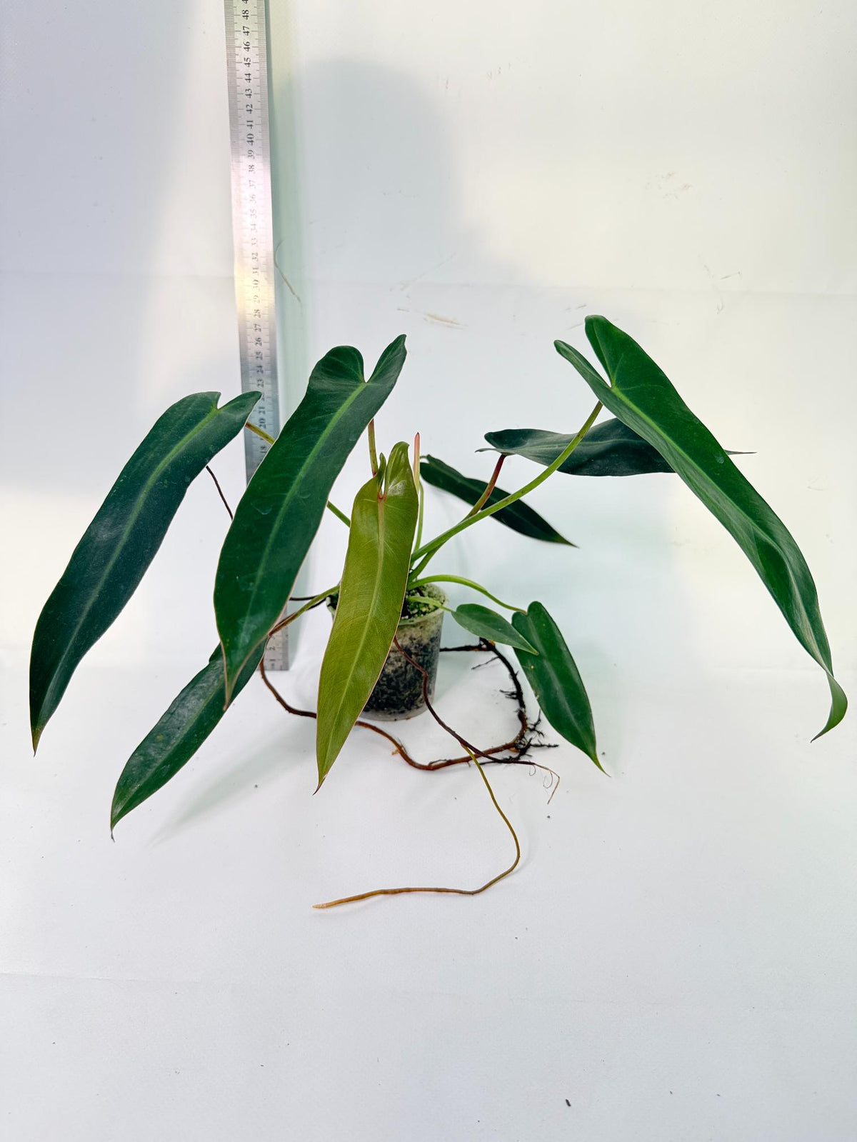 Philodendron Spiritus Sancti 4