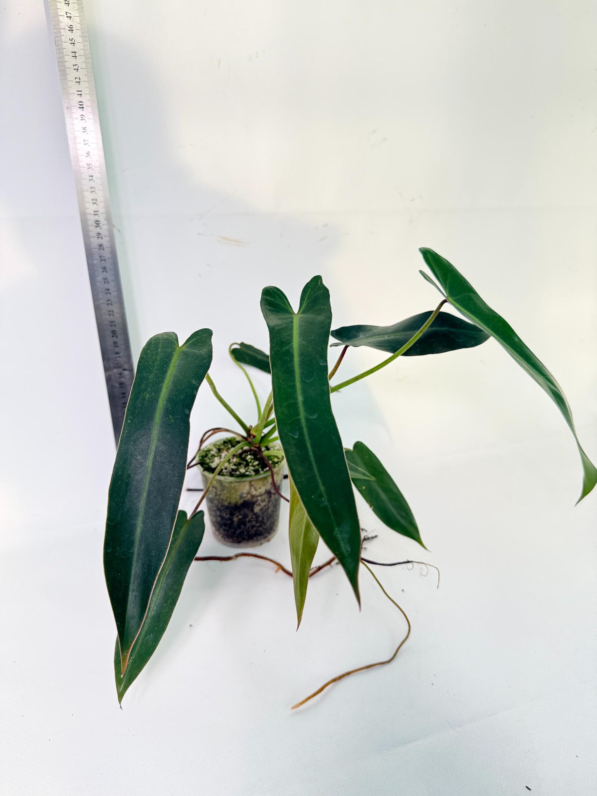 Philodendron Spiritus Sancti 5