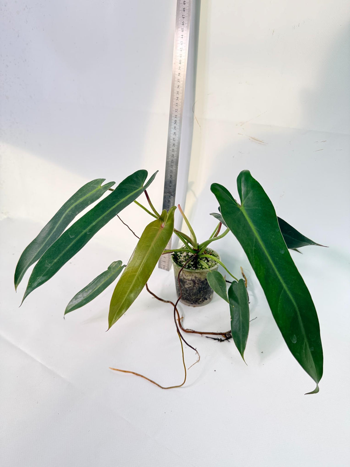 Philodendron Spiritus Sancti 1
