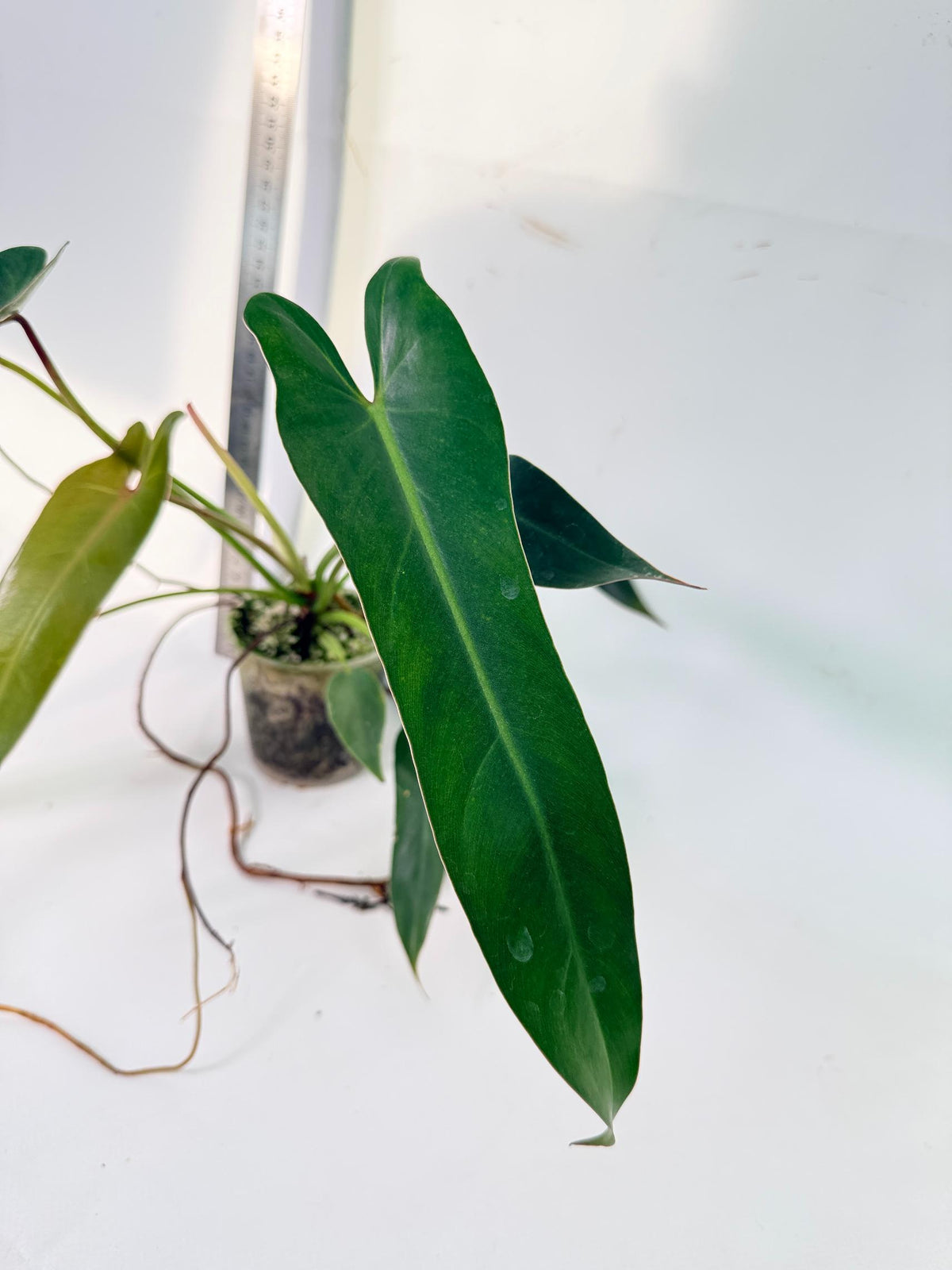 Philodendron Spiritus Sancti 7