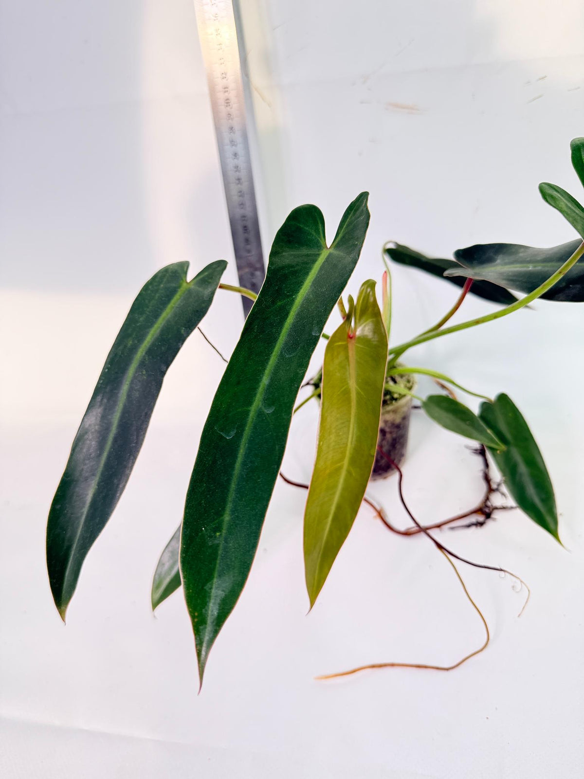 Philodendron Spiritus Sancti 8
