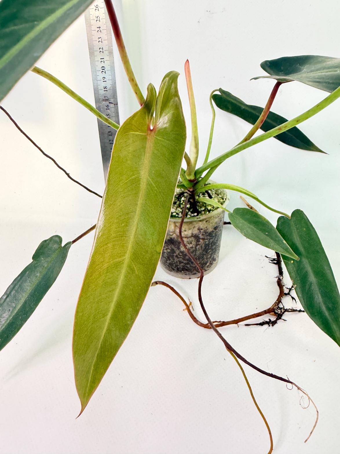 Philodendron Spiritus Sancti 2