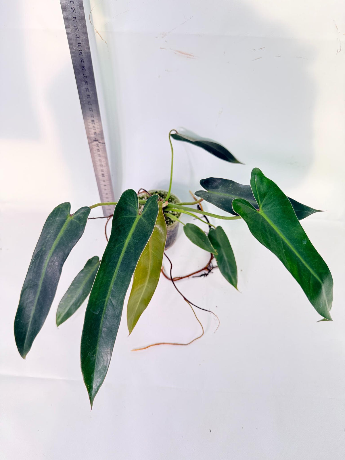 Philodendron Spiritus Sancti 6