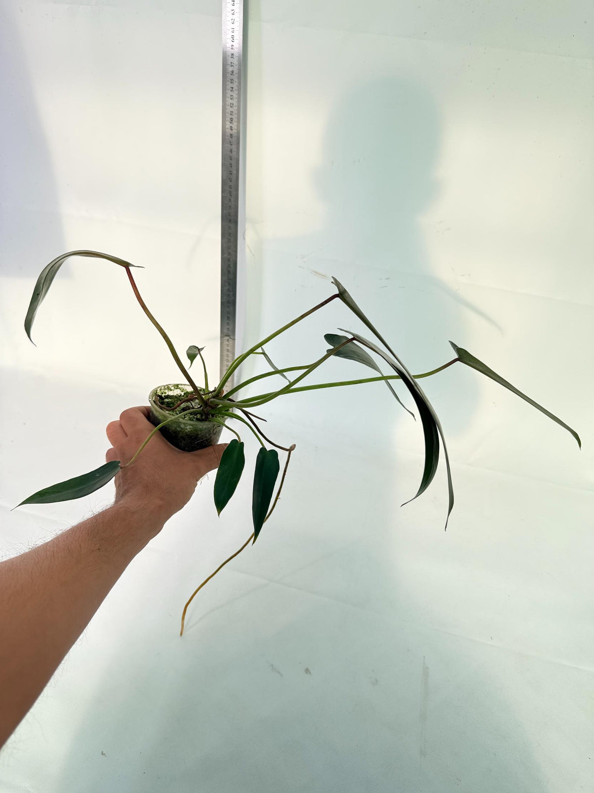Philodendron Spiritus Sancti 9