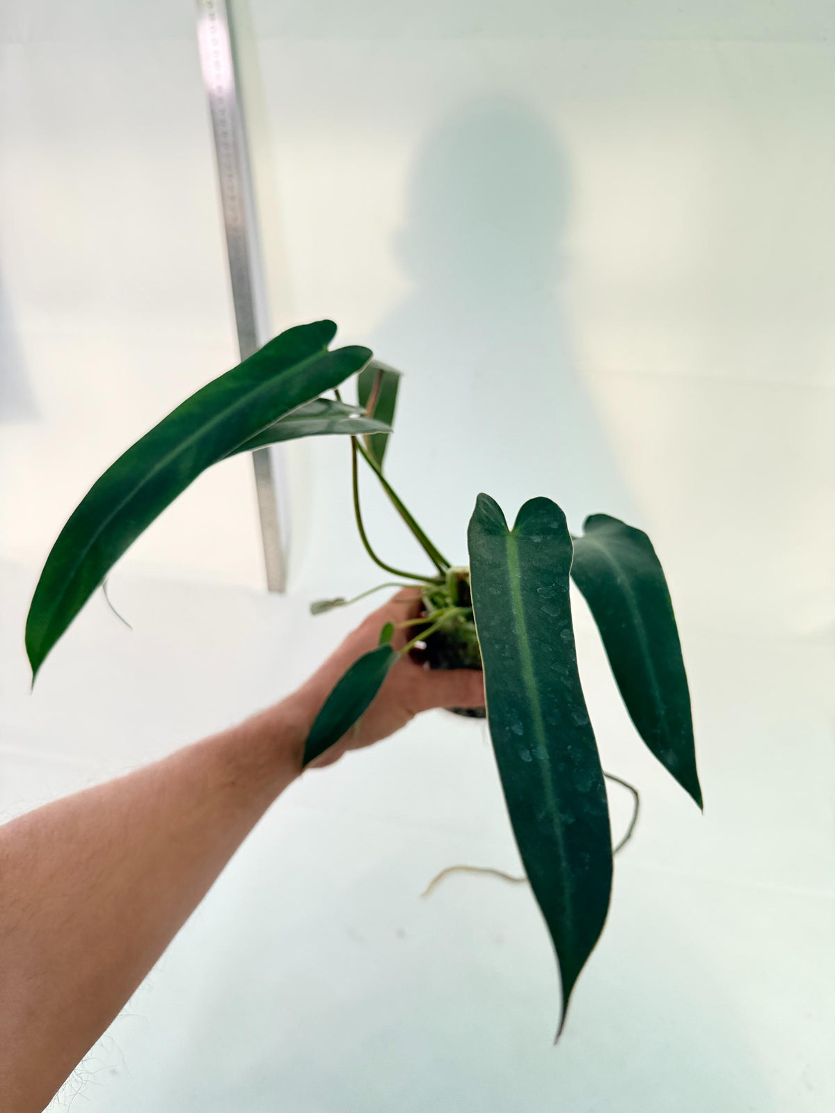 Philodendron Spiritus Sancti 8