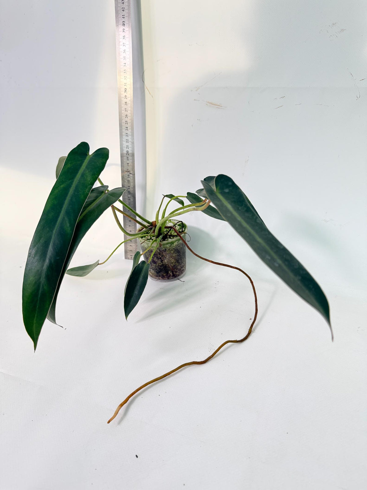 Philodendron Spiritus Sancti 1