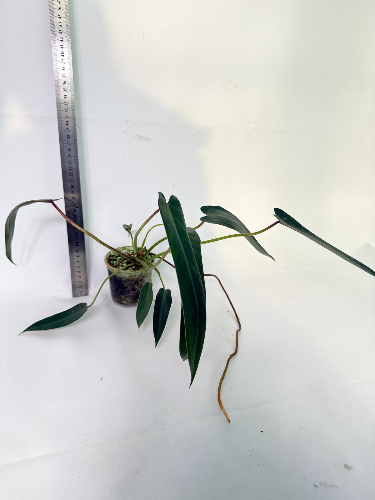 Philodendron Spiritus Sancti 5