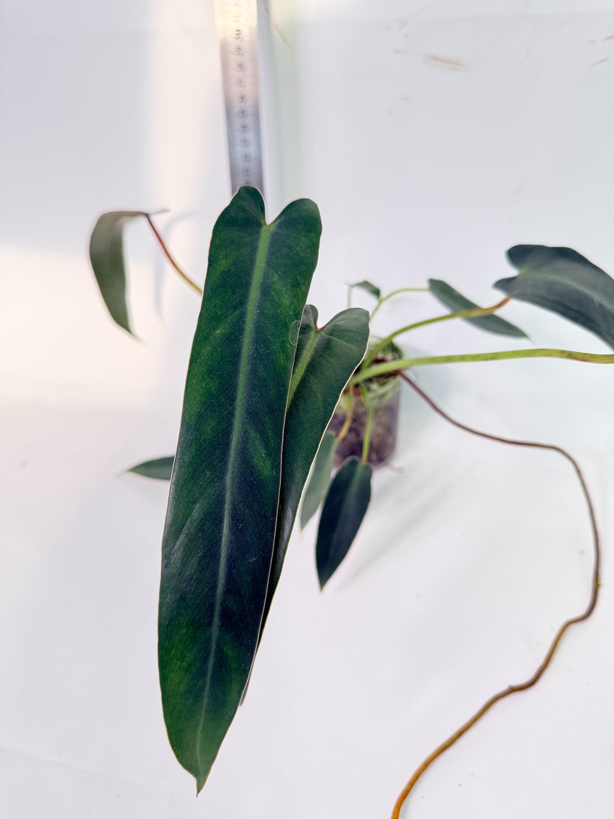 Philodendron Spiritus Sancti 2