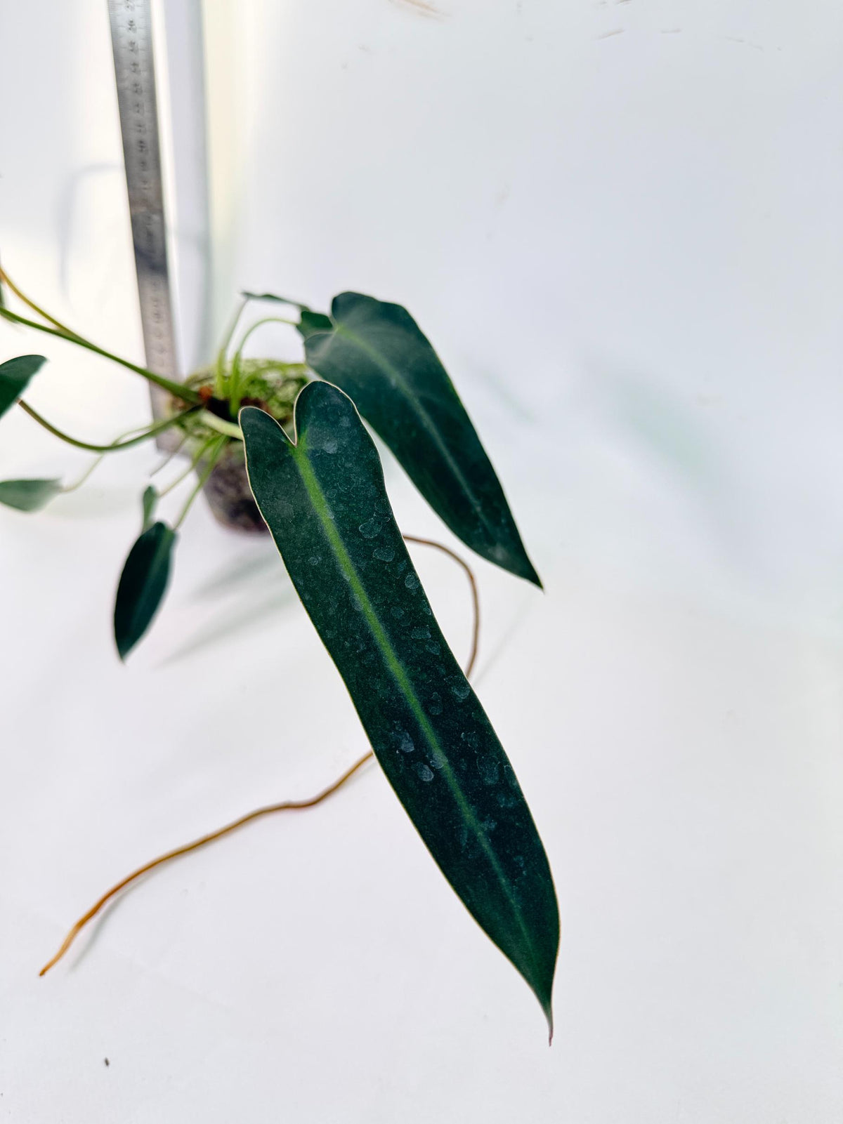 Philodendron Spiritus Sancti 6