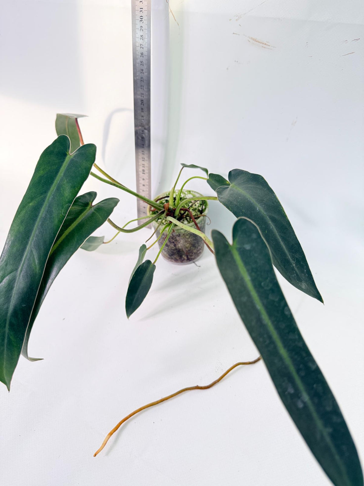 Philodendron Spiritus Sancti 3