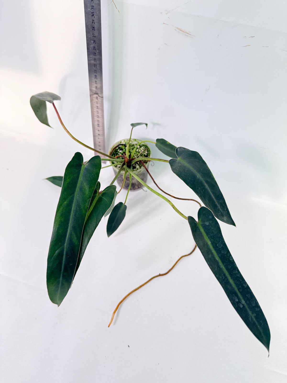 Philodendron Spiritus Sancti 7