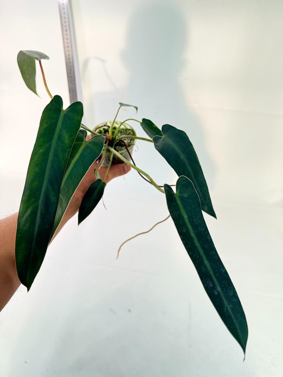 Philodendron Spiritus Sancti 4