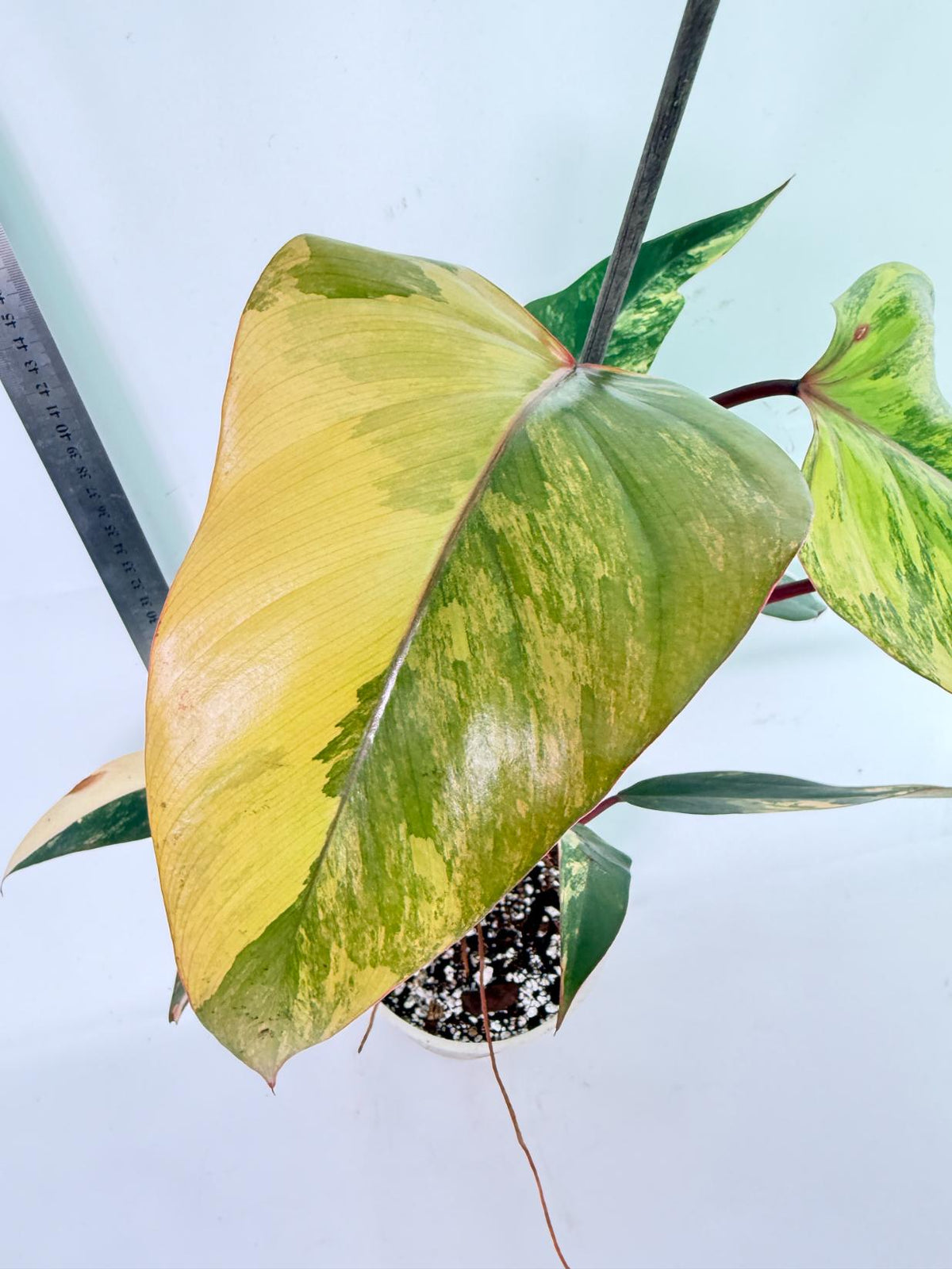 Philodendron Strawberry Shake Variegata 1