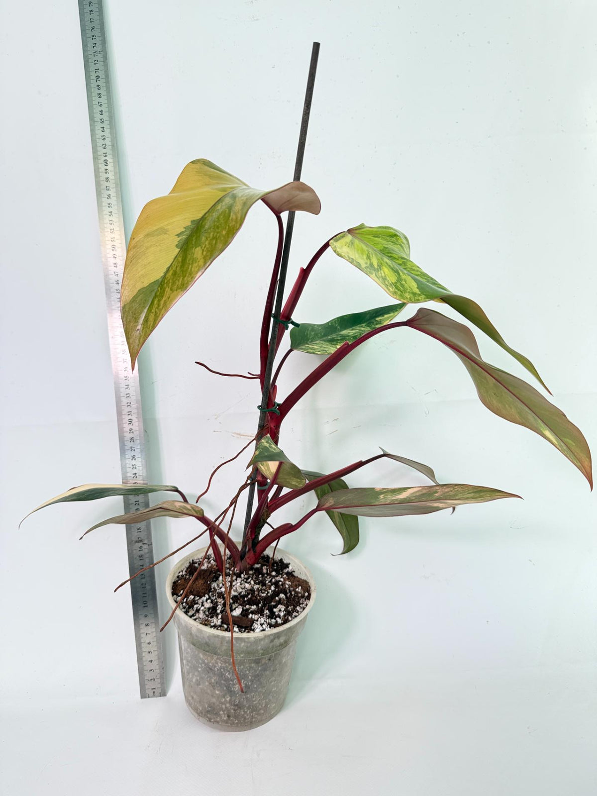 Philodendron Strawberry Shake Variegata 3