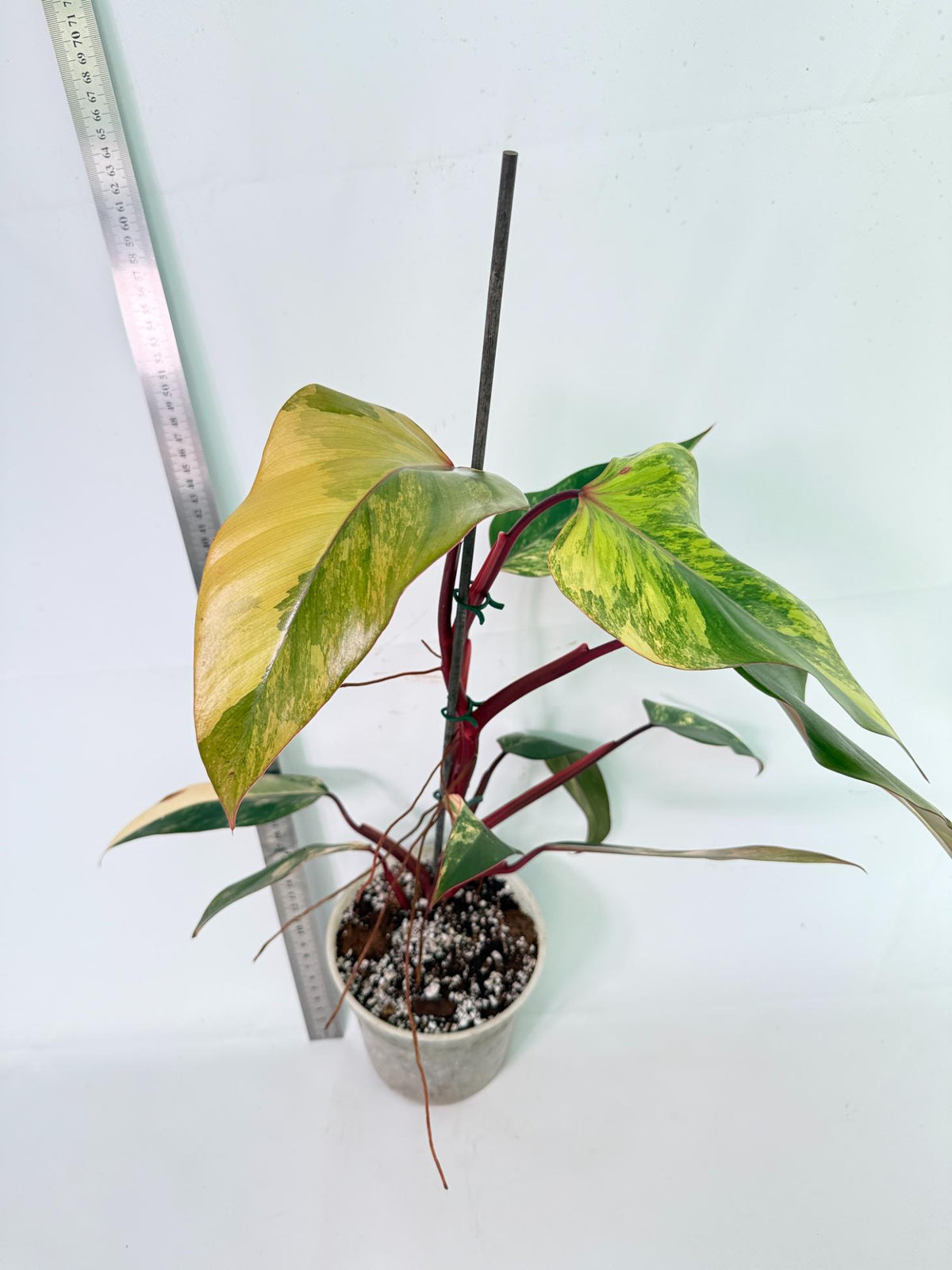 Philodendron Strawberry Shake Variegata 10