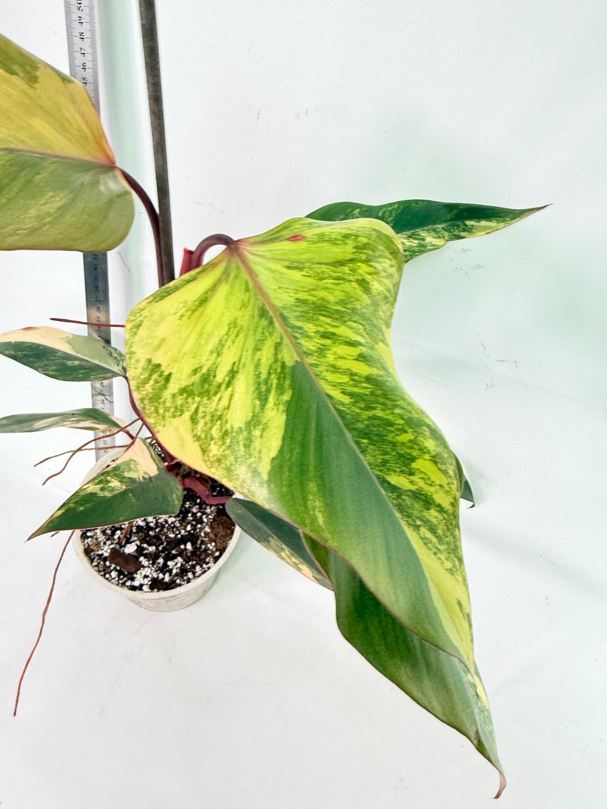 Philodendron Strawberry Shake Variegata 11