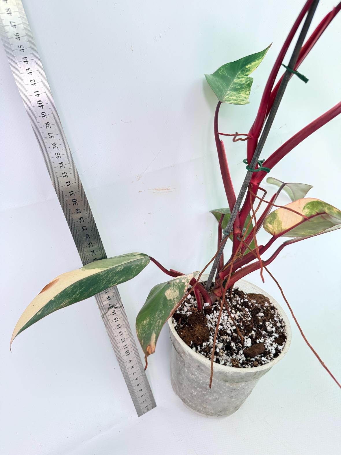 Philodendron Strawberry Shake Variegata 7