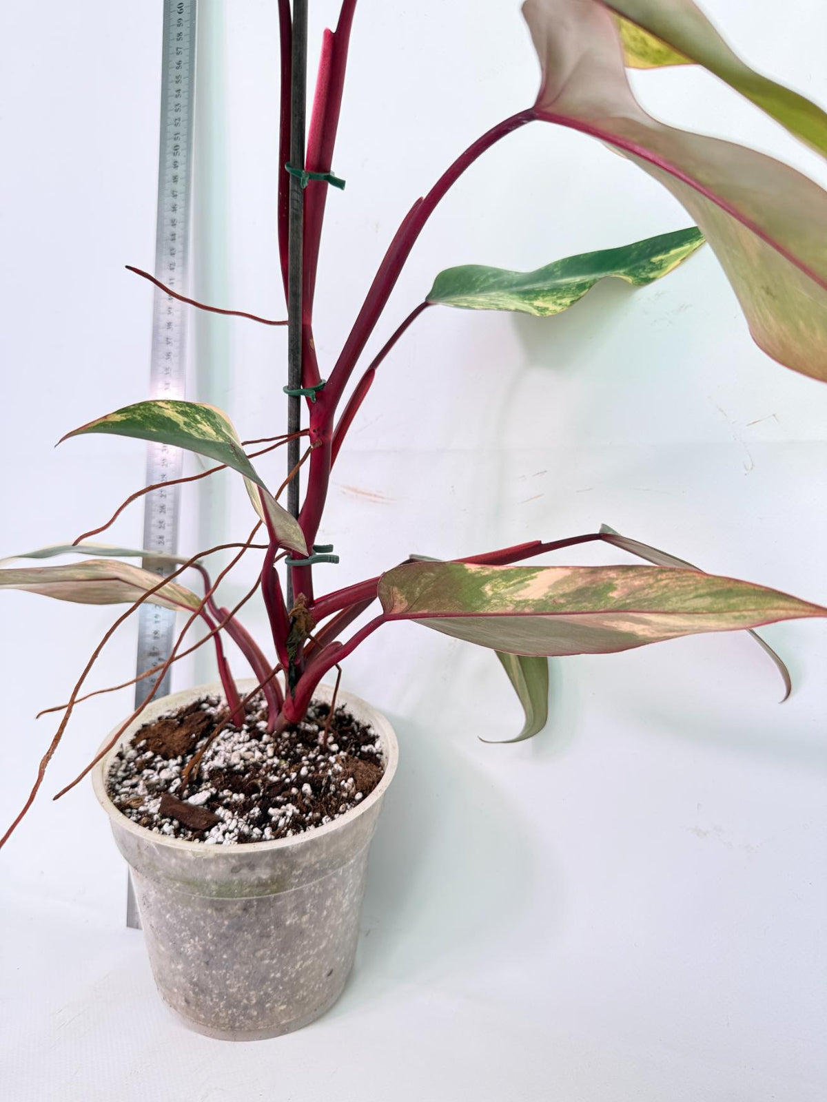 Philodendron Strawberry Shake Variegata 9