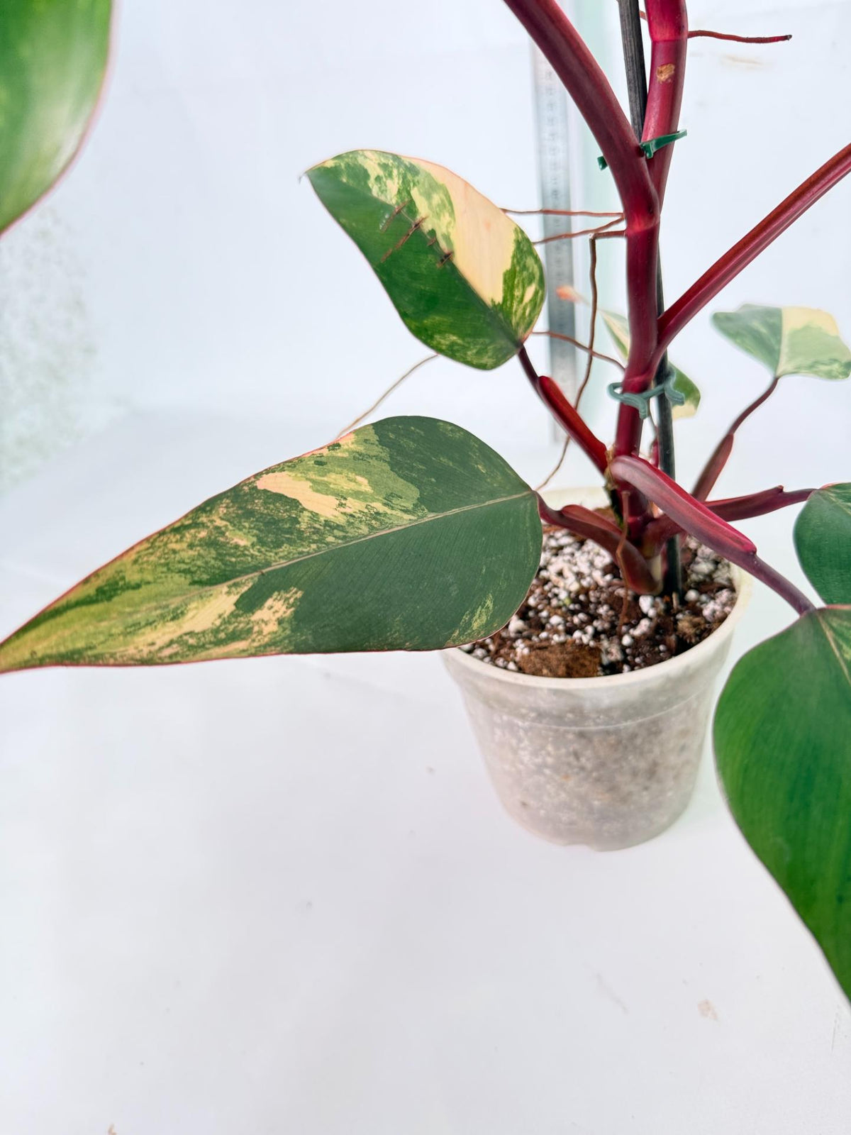 Philodendron Strawberry Shake Variegata 5