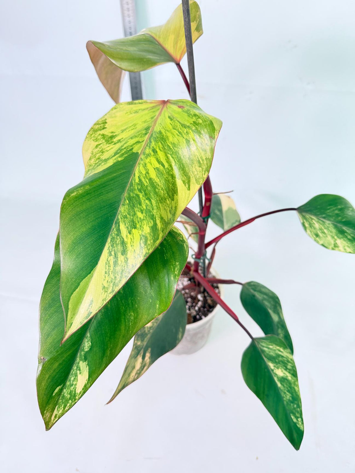 Philodendron Strawberry Shake Variegata 4