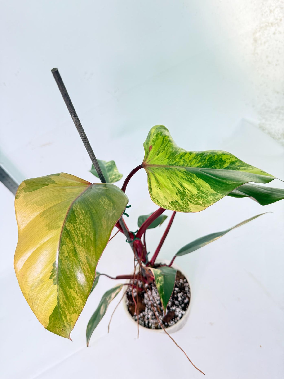 Philodendron Strawberry Shake Variegata 2