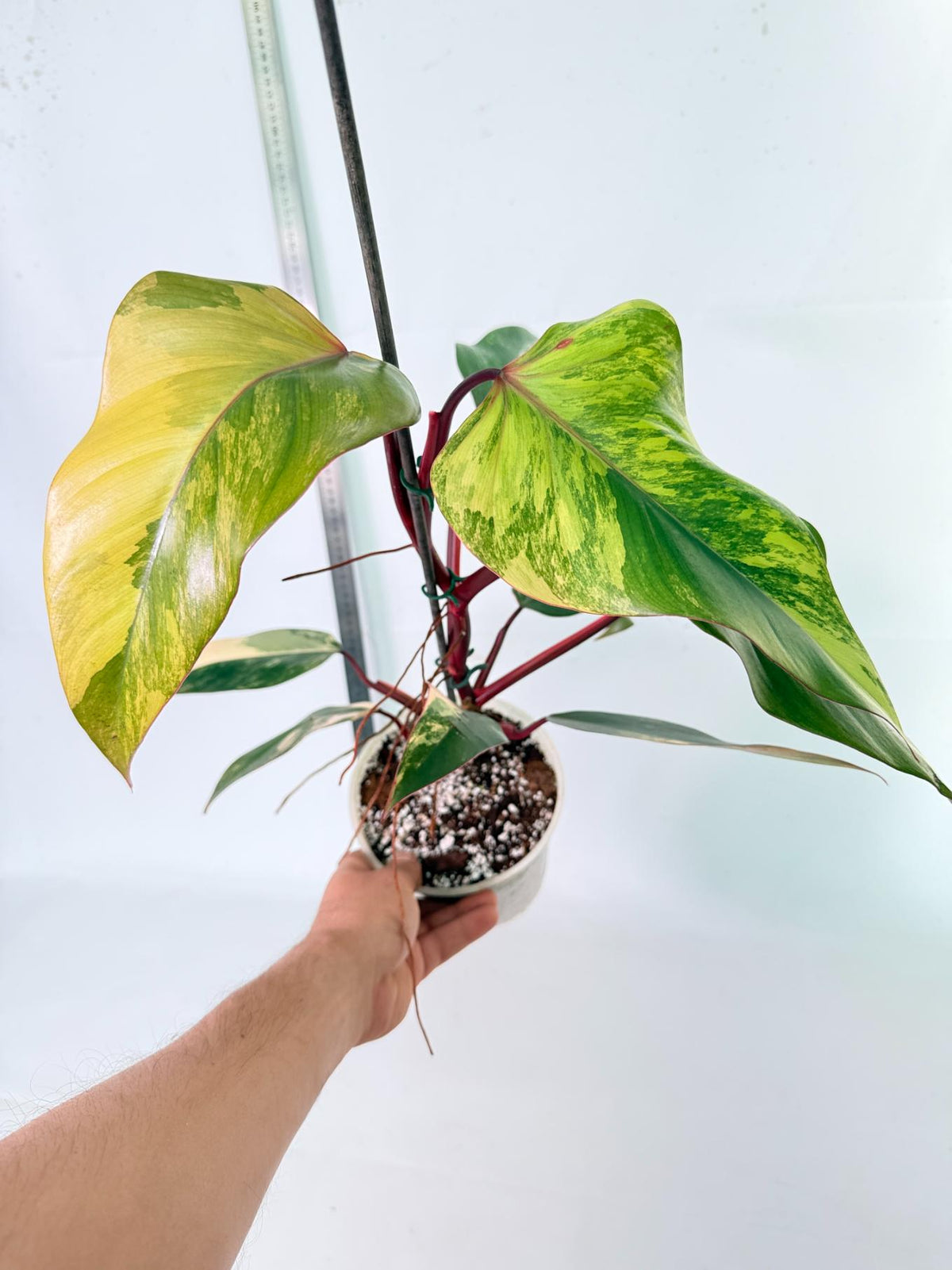 Philodendron Strawberry Shake Variegata 8