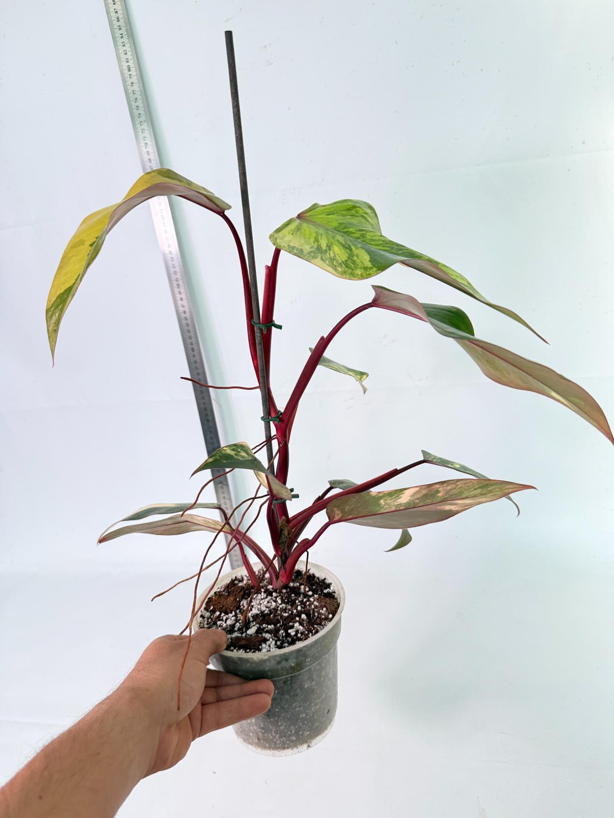 Philodendron Strawberry Shake Variegata 6
