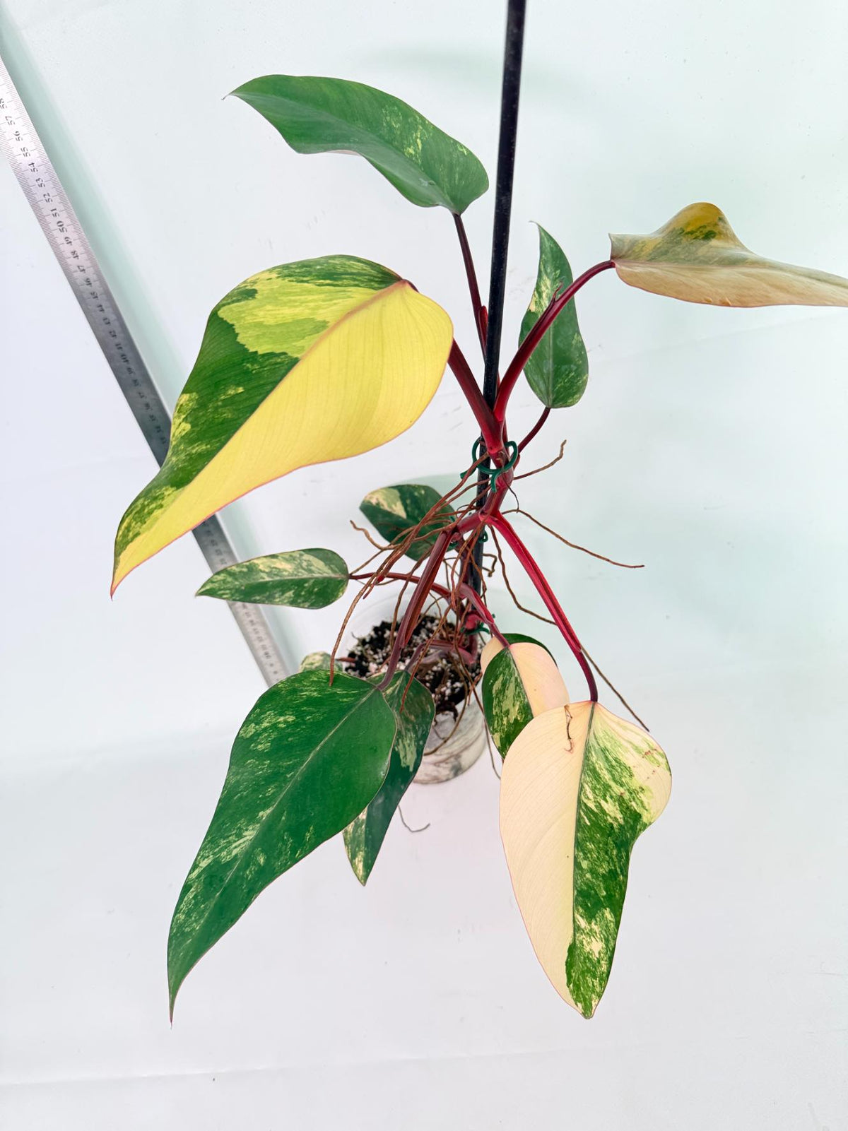Philodendron Strawberry Shake Variegata 2