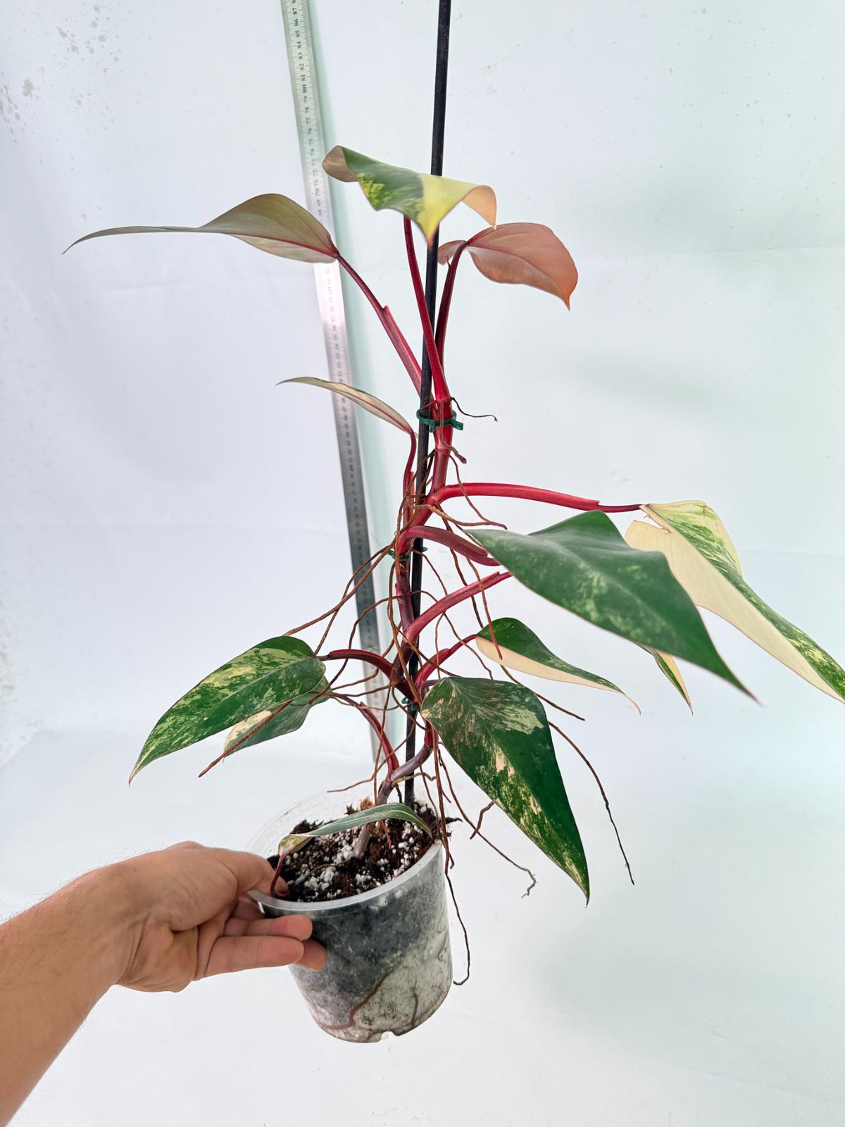 Philodendron Strawberry Shake Variegata 4