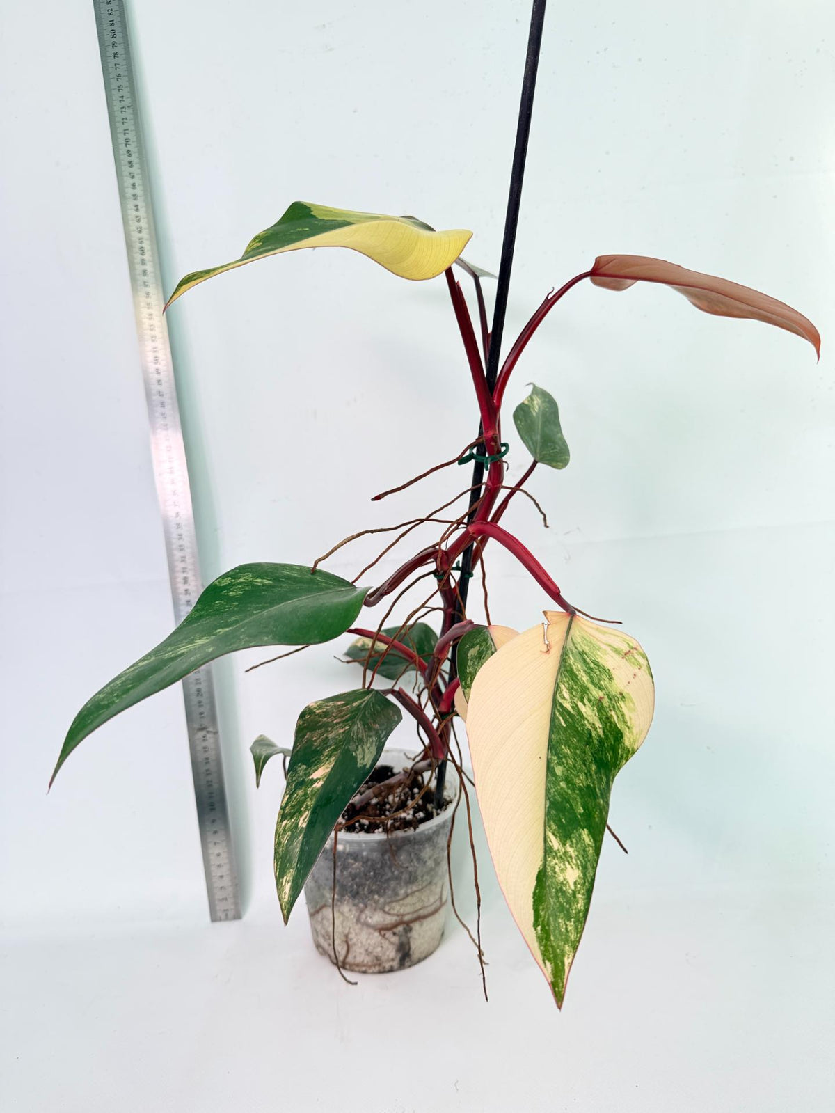 Philodendron Strawberry Shake Variegata 11
