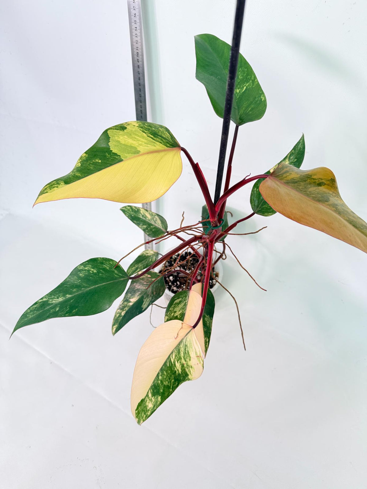 Philodendron Strawberry Shake Variegata 5
