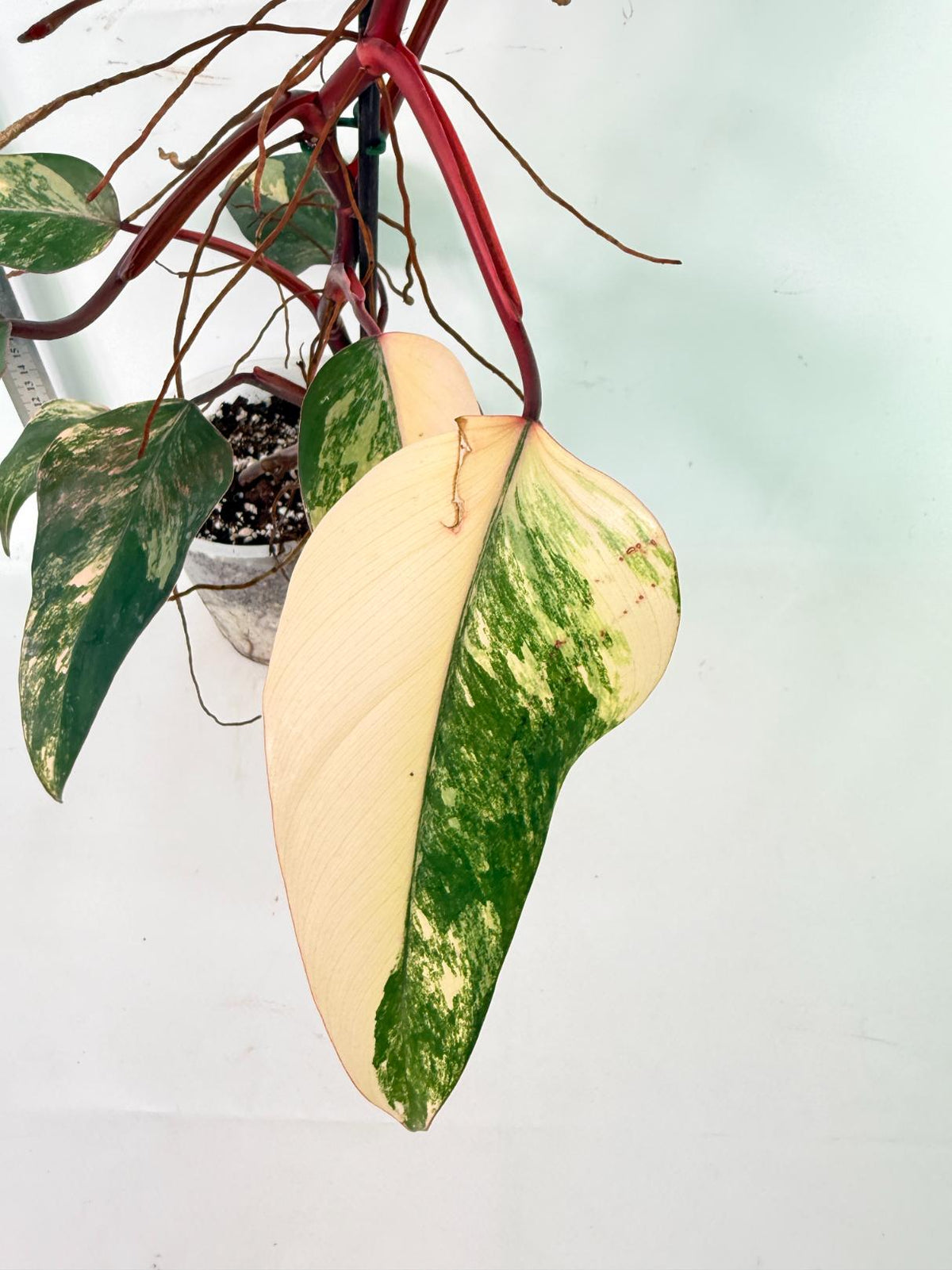 Philodendron Strawberry Shake Variegata 7